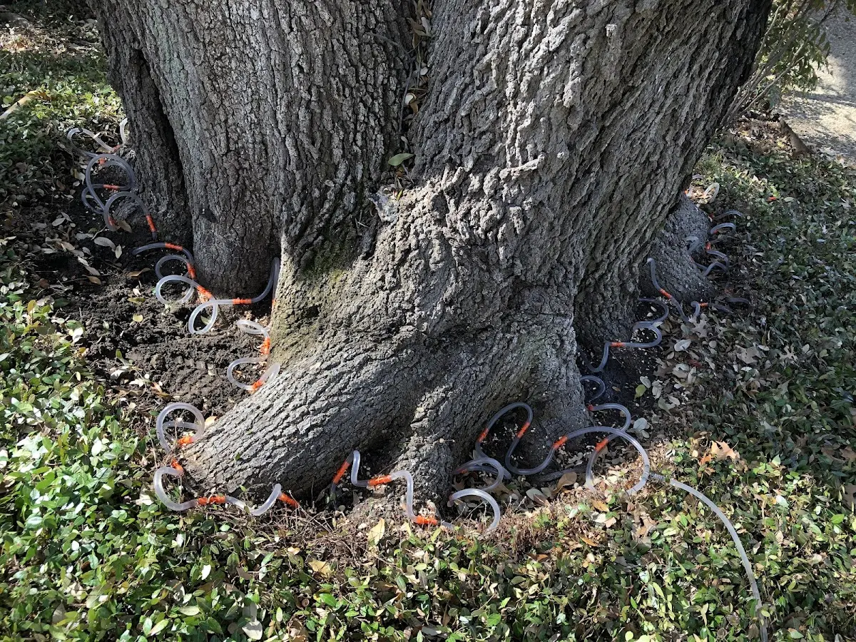 Detailed Tree Cabling and Bracing job site in Comstock